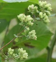 Castanea sativa Centaurea paniculata