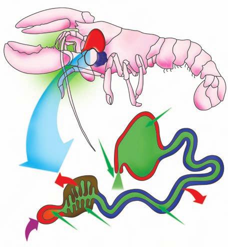 Encontramos, ainda, nos crustáceos, um sistema denominado de glândulas verdes ou antenais; e as coxais nos aracnídeos, que possuem o princípio de funcionamento semelhante ao dos túbulos de Malpighi.