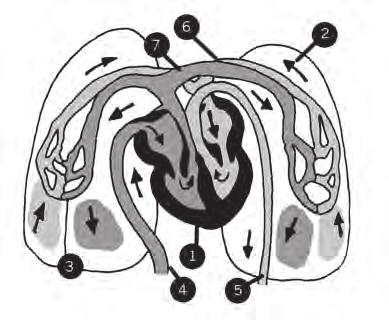 (UFMG) Observe o esquema referente ao sistema circulatório de um vertebrado adulto representado na figura a seguir.