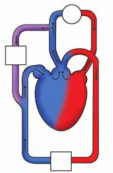Este coração possui uma câmara que recebe o sangue provenientes das diversas veias do corpo, o seio venoso, que transfere o sangue para uma cavidade denominada de átrio e uma de saída, denominada de
