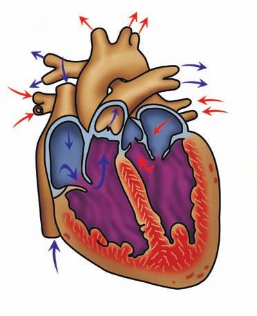 O coração e seu funcionamento O coração humano obedece à configuração do coração dos mamíferos. É constituído por um músculo formado por fibras estriadas cardíacas, denominado de miocárdio.