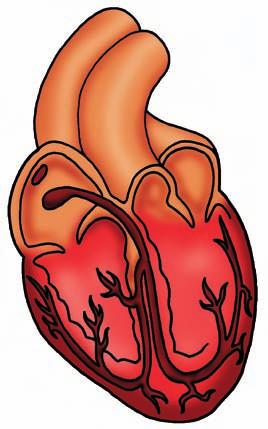 Veia cava superior Átrio direito Veia cava inferior Válvula tricúspide Ventrículo direito Aorta Artéria pulmonar Miocárdio Válvulas semilunares Átrio esquerdo Válvula bicúspide (mitral) Ventrículo