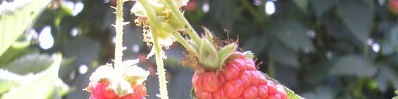 Em consequência da sua alimentação, A. essigi origina maturação irregular e sintomatologia característica.