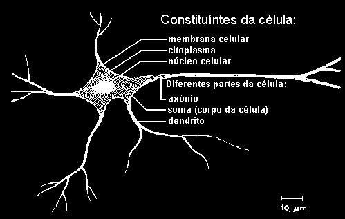 Constituíntes