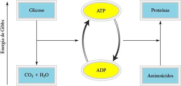 Alanina + Glicina DG 0 = +29 kj/mol ATP + H 2 O + Alanina + Glicine DG 0