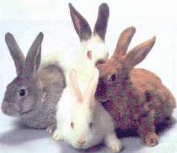 POLIALELIA (ALELOS MÚLTIPLOS): Ex.: Cor da pelagem em coelhos.