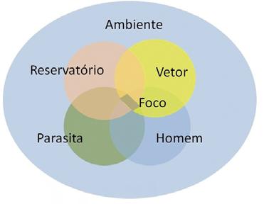 A pesquisa triatomínica também obtém bons resultados com a coleta manual em ninhos de aves ou matéria orgânica presente nas palmeiras. Figura 11.10: Colocação da armadilha tipo Noireau et al.