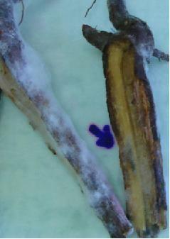 A B C D FIGURA 2 Raízes de soja com sintomas de PVR: A: esporulação externa de coloração azulada característica de F. solani f. sp.