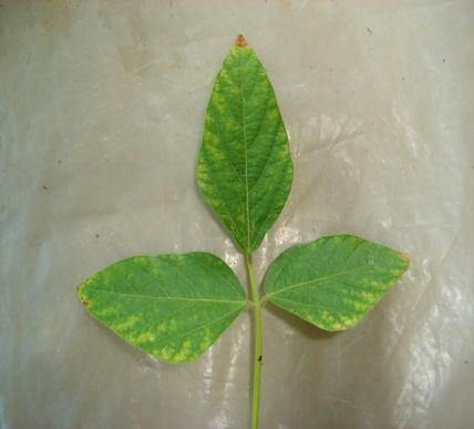 71 A B C D E F FIGURA 16 Sintomas observados em plantas de soja de duas cultivares inoculadas