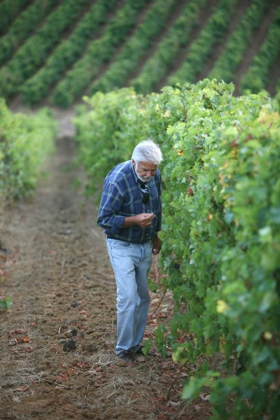 JOSÉ NEIVA CORREIA A INOVAÇÃO na Quinta de Porto Franco vendo a qualidade das uvas antes da vindima José Neiva Correia