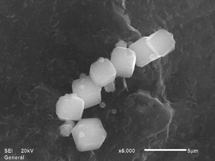 Figura 11 - Micrografia obtida por microscopia eletrônica de varredura com aumento de 5000 vezes. 4.