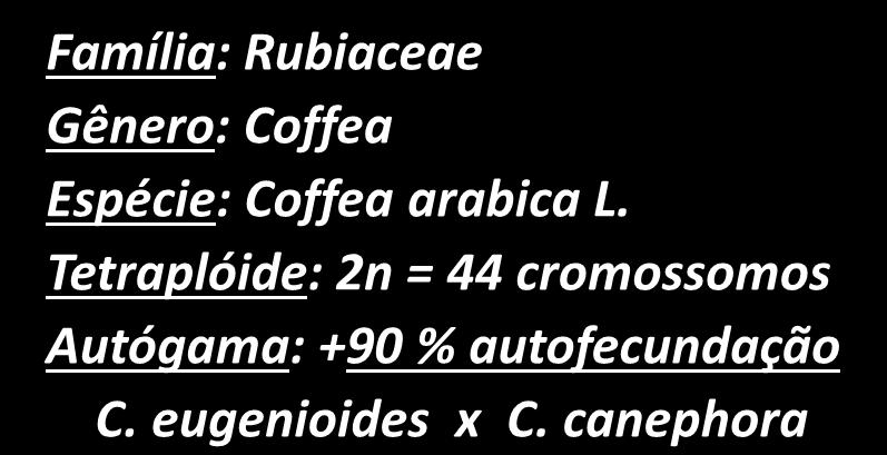 Classificação botânica Há mais de cem espécies no gênero Coffea.