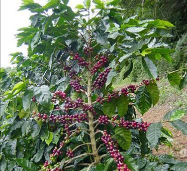 canephora Família: Rubiaceae Gênero: Coffea Espécie: Coffea arabica L.