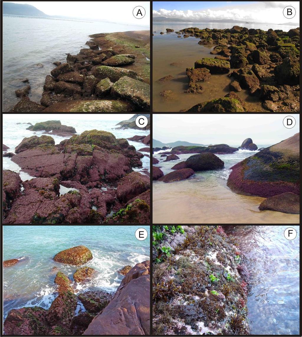 57 Figura 6. Ribeirão da Ilha (A) e Ponta do Coral (B), costões no setor oeste com predominância de algas verdes e vermelhas filamentosas.