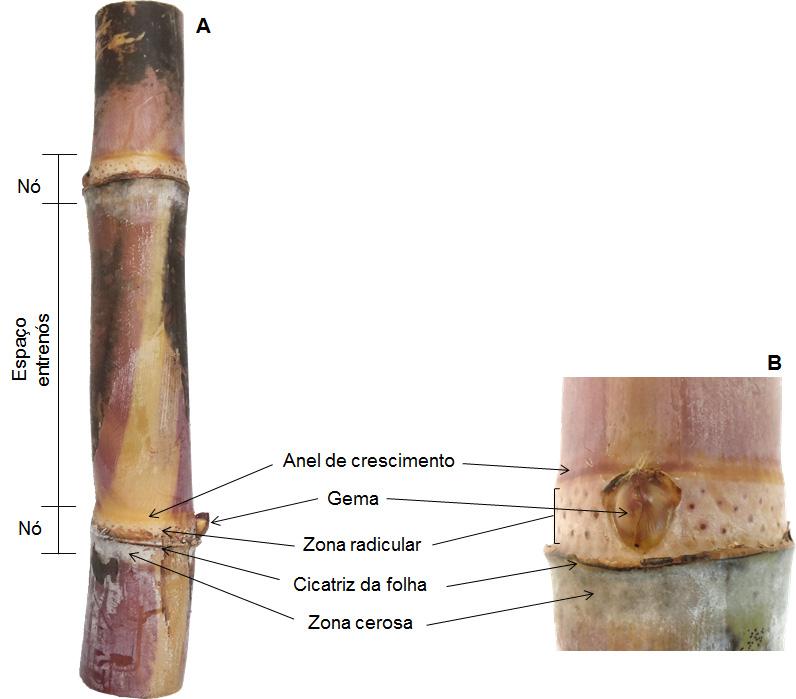 Figura 31. A) Tolete e B) Nó do tolete de cana-de-açúcar e suas partes. Thomas, 2015. 2012; Silva et al., 2014).