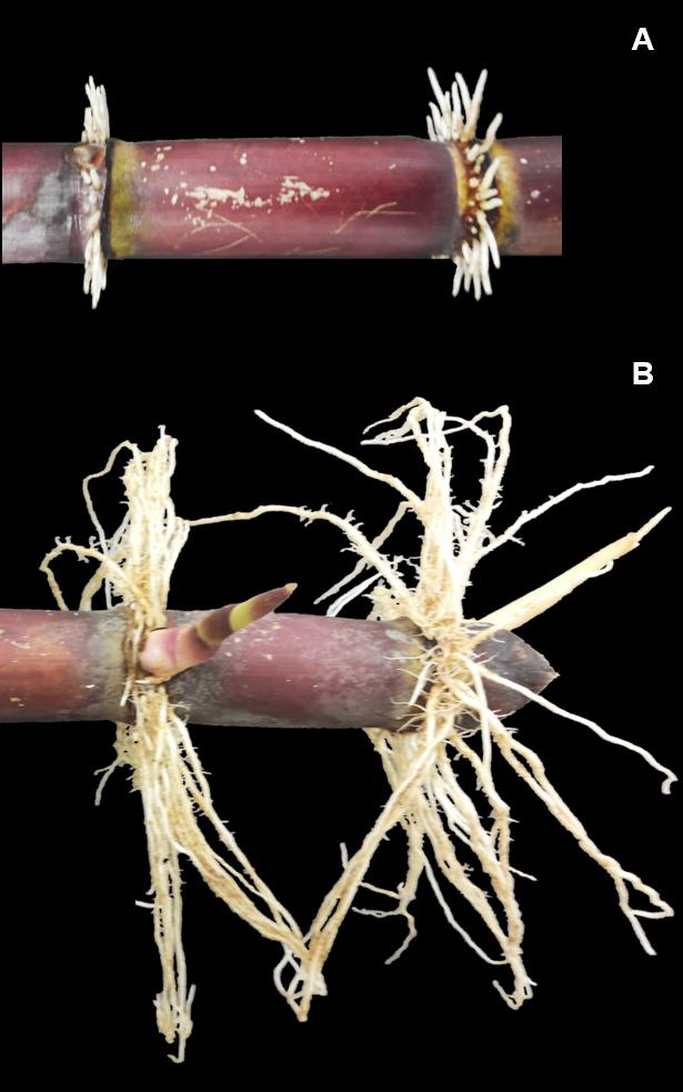 Figura 33. Brotação do tolete de cana-de-açúcar.