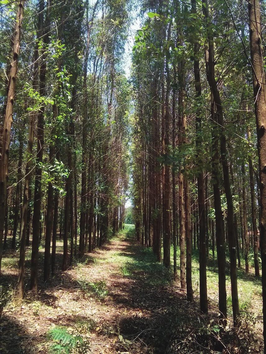 Florestas Energéticas O objetivo é promover a produção de biomassa (lenha e cavaco), por meio do incentivo do cultivo florestal em pequenas áreas marginais descentralizadas, instaladas em pequenas