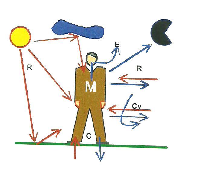Trocas entre o homem e o entorno M = metabolismo R = radiação C = condução Cv = convecção E = evaporação/sudação Estas trocas ocorrem