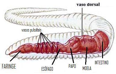 Sistema digestório completo Sistema circulatório fechado