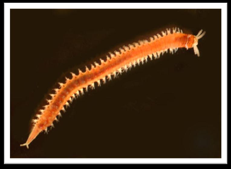 Polychaeta: apresentam muitas cerdas no corpo; são principalmente marinhos