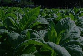 A Doença da Folha Verde do Tabaco (DFVT) é uma intoxicação ocupacional aguda decorrente da absorção dérmica da nicotina presente nas folhas do tabaco, manipuladas pelos agricultores (fumicultores)