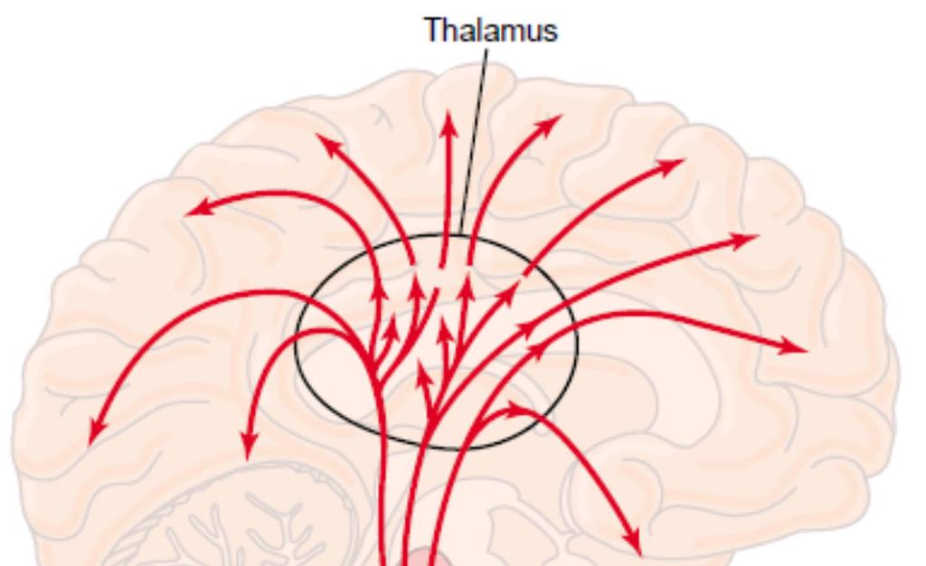Atividade cerebral tronco encefálico O grau de atividade cerebral é controlado pelo tronco encefálico Sua inativação leva