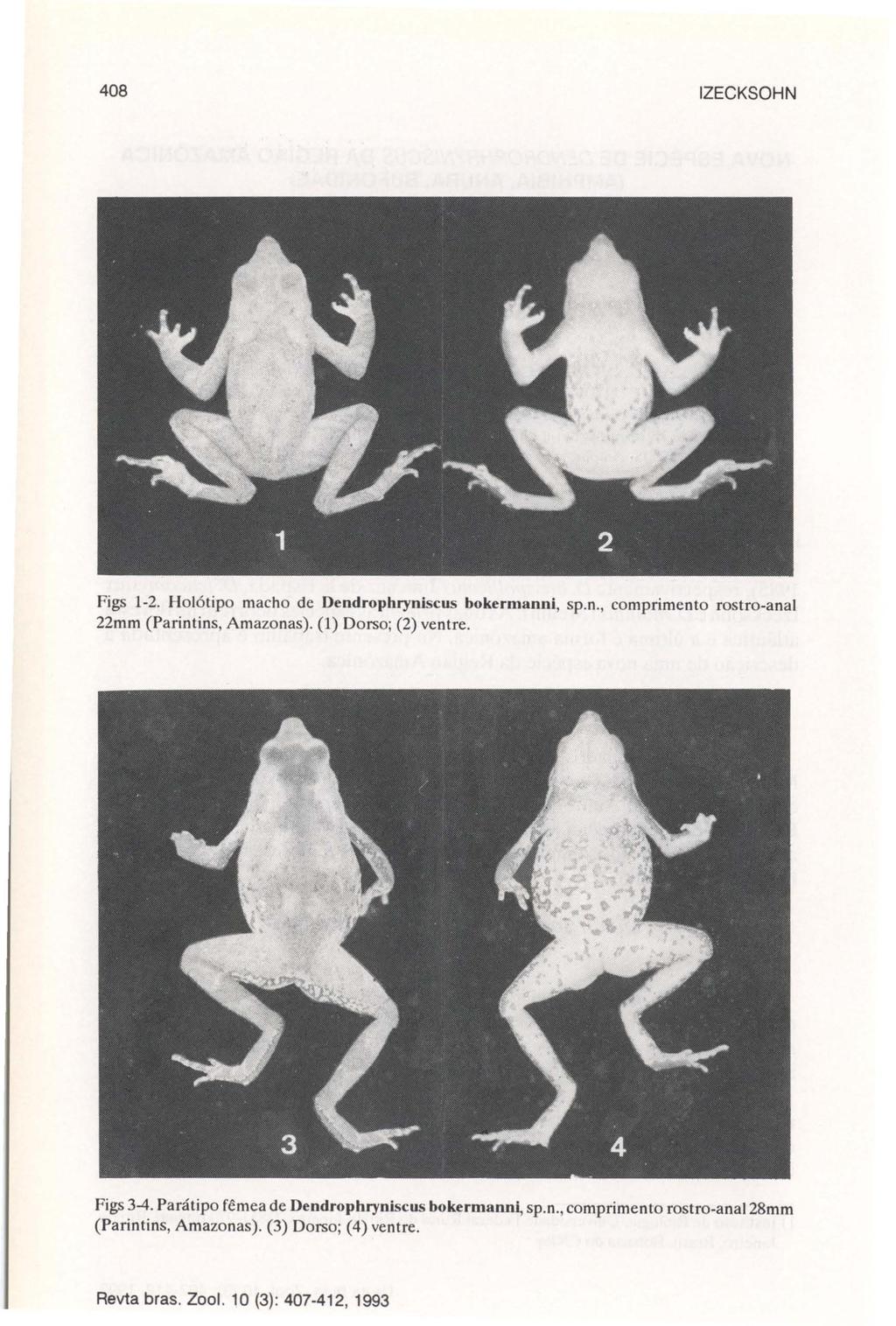 408 IZECKSOHN Figs 1-2. Holótipo macho de Dendrophryniscus bokermanni, sp.n., comprimento rostro-anal 22mm (Parintins, Amazonas). (1) Dorso; (2) ventre. Figs 3-4.