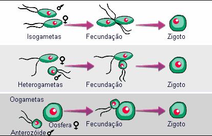 singamia), formando 1 ZIGOTO (2n)