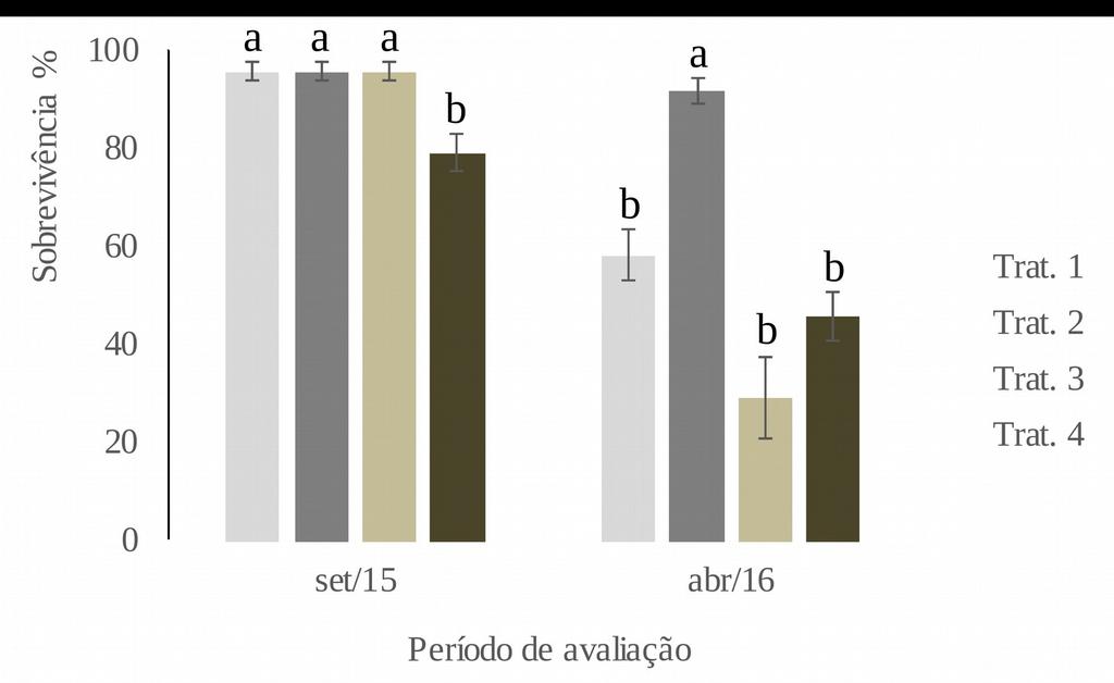 Figura 1: Sobrevivência de plantas de Vachelia farnesiana aos 6 e 13 meses após plantio.