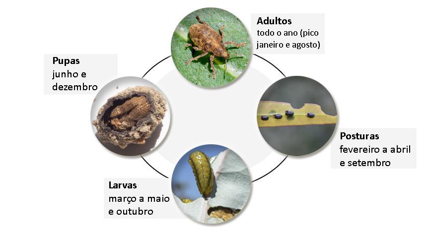 2. Caraterização do inseto e sintomas associados O gorgulho-do-eucalipto é um inseto desfolhador (Coleoptera: Curculionidae) originário da Austrália, que se alimenta, tanto na fase larvar como em