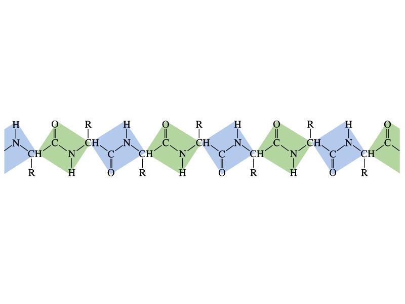 Peptide Bond Impedimento estérico: a configuração trans é a mais estável. Os Cα de aminoácidos adjacentes são trans entre eles.