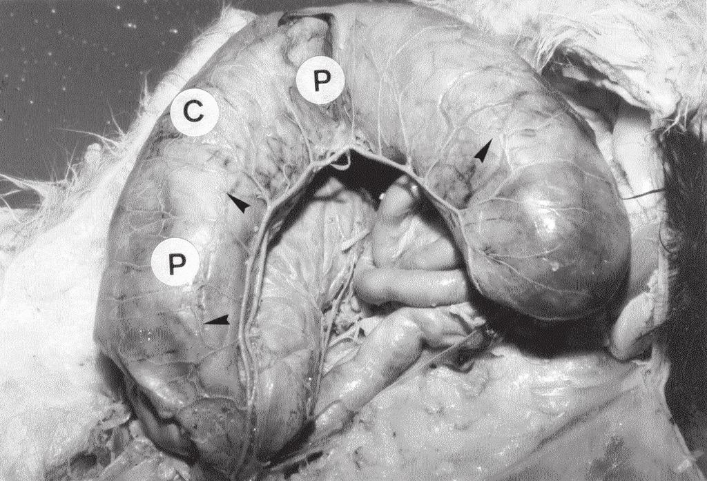 Vascularização arterial dos cornos uterinos em gatas gestantes sem raça definida (Felis catus Linnaeus, 1758) 53 Número e localização das anastomoses nos cornos uterinos gestantes Encontramos