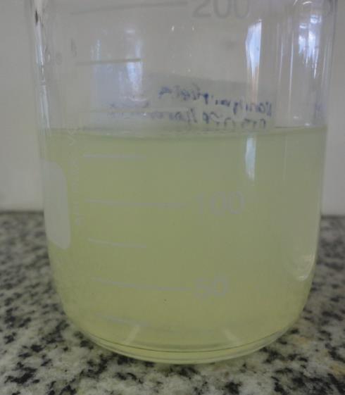 19 da Figura 6. A quercetina (30 mg em um mínimo volume de 2ml de etanol) foi adicionada à solução polimérica de quitosana, promovendo sua interação com a mesma e apresentando aspecto uniforme.