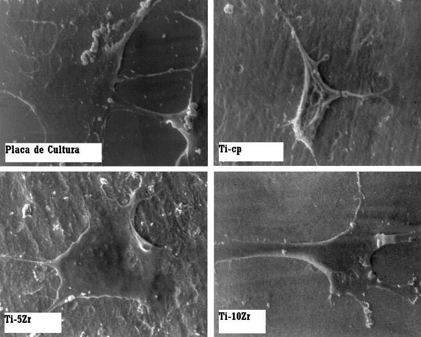 Fábio B. Vicente 100 Figura 82 Micrografias do crescimento celular para as amostras Ti-Cp e das ligas Ti-5Zr e Ti-10Zr, após o forjamento rotativo.
