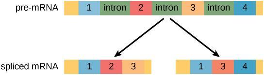 GENES Há uma nova teoria sobre os splicings, que pode originar diferentes proteínas por meio da combinação dos diferentes éxons (splicing alternativo),