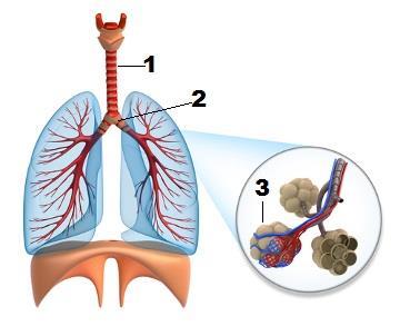 19. O sistema respiratório possui como função principal permitir a entrada de oxigênio no nosso corpo e a saída de gás carbônico.