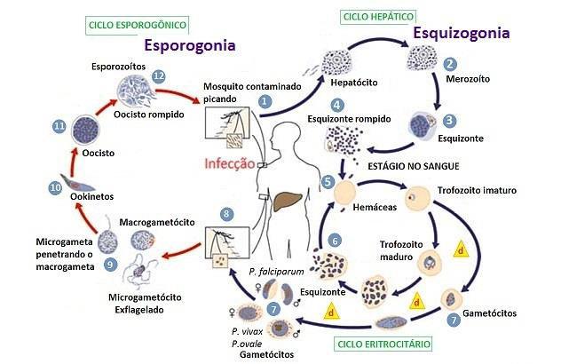 Figura 4. Ciclo de vida do plasmódio da malária. Fonte: http://www.