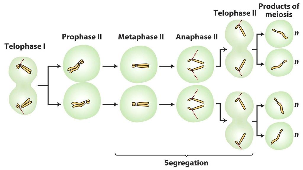 Meiose