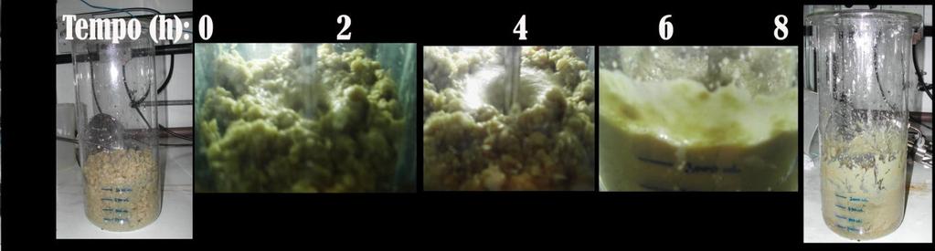 69 Figura 45 - Seqüência de fotografias ao longo de experimento de hidrólise enzimática (20% de carga de sólidos). Observa-se que no início do processo tem-se um meio praticamente em estado sólido.