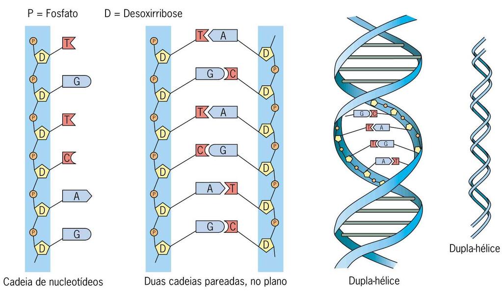 4.2. A ESTRUTURA DO DNA E O GENOMA HUMANO 35 núcleo das células, ele é o responsável pela especificação da função de cada uma das células constituintes do organismo.