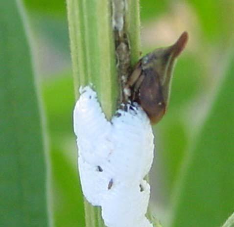 13 Figura 1 - Aspecto da postura de Enchenopa gracilis em planta de feijão guandu. Tabela 3. Porcentagem das espécies de Membracidae em plantas de feijão guandu no Recôncavo Baiano.