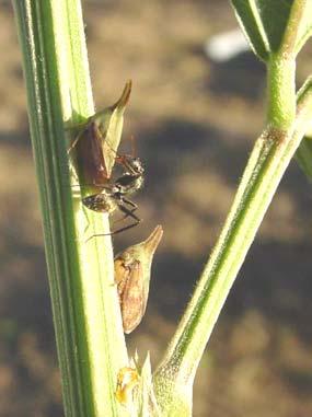 1821) Enchophyllum quinquemaculatum (F.,1846) Hymenoptera Formicidae Camponotus blandus (Smith F., 1855) Camponotus sp. Crematogaster sp. Ectatomma brunneum Smith F.
