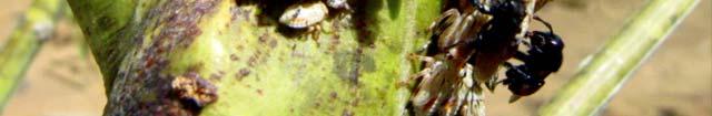 spinipes, a interação ocorreu com formigas do gênero Camponotus sp. conforme também foi observado por Castro (1975) e Fallas e Hilje (1985).