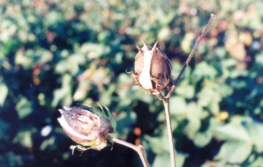 Época de plantio Alta pluviosidade está relacionada à maior dispersão de inóculo de Colletotrichum gossypii var.