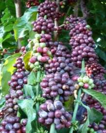 4 Cultivares de cafeeiros Conilon e Robusta indicadas para o Estado de Rondônia destas progênies de Coffea canephora (variedades Robusta e Conilon ) indicadas para Rondônia.