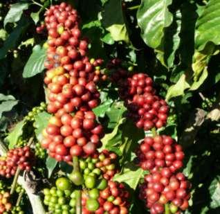 Cultivares de cafeeiros Conilon e Robusta indicadas para o Estado de Rondônia 5 média anual em Rondônia, Acre, Amazonas e norte do Mato Grosso.