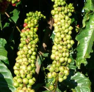 6 Cultivares de cafeeiros Conilon e Robusta indicadas para o Estado de Rondônia natural, profundos e bem drenados, utilizando-se dos espaçamentos, manejo e tratos culturais recomendados para a var.