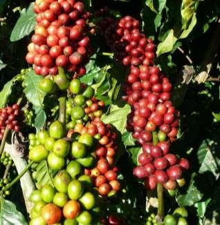 Cultivares de cafeeiros Conilon e Robusta indicadas para o Estado de Rondônia 7 café, os grãos beneficiados da cv. Conilon podem apresentar menor valor comercial que as da cv. Robusta. Nestas progênies, a qualidade da bebida variou de encorpada a neutra levemente rio.