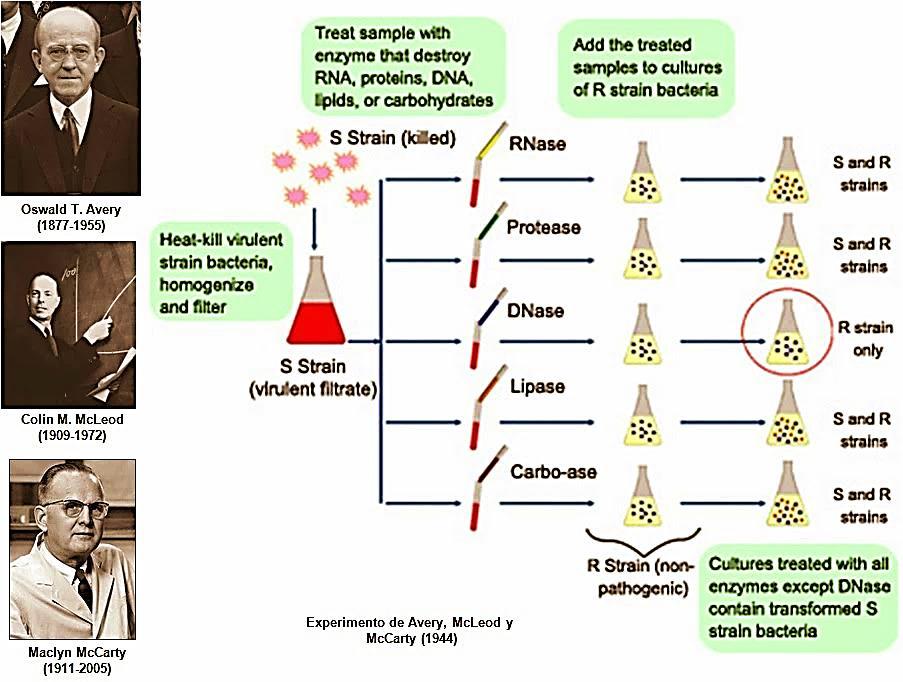 - 1944: Principio transformante era o DNA; - Ceticismo: Alfred Mirsky: DNA poderia estar contaminado com proteínas; -