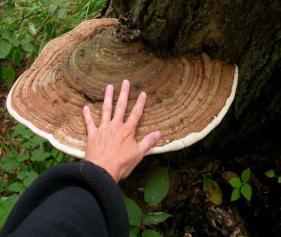 Ganoderma spp.